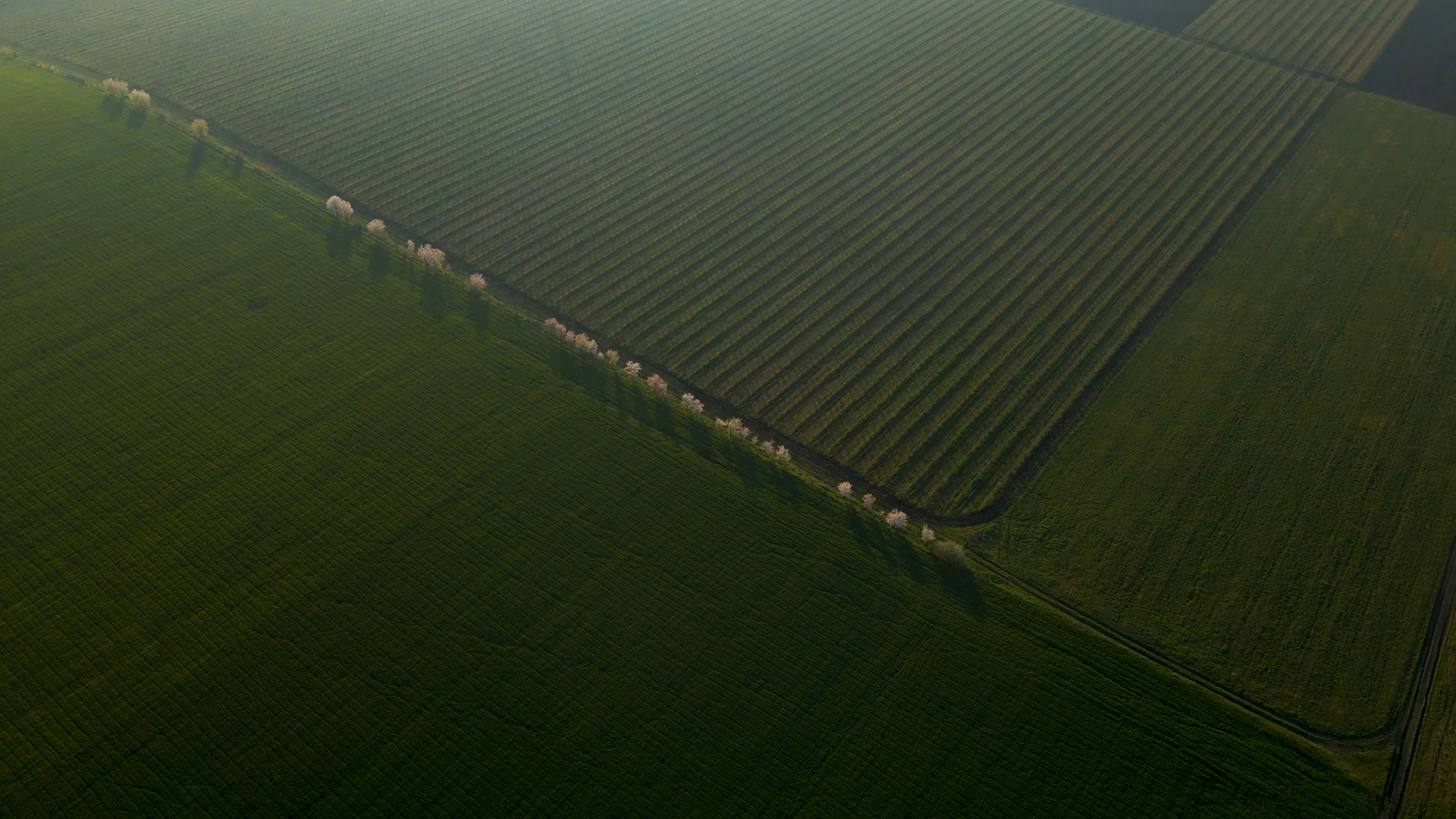 Aerial View Of Large Beautiful Field Of Stock Footage SBV-352381910 ...