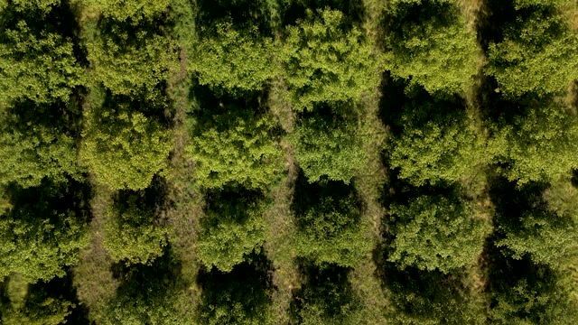 Row Of Trees Stock Footage: Royalty-Free Video Clips - Storyblocks