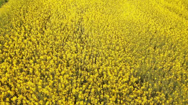 Mustard Field Stock Footage: Royalty-Free Video Clips - Storyblocks