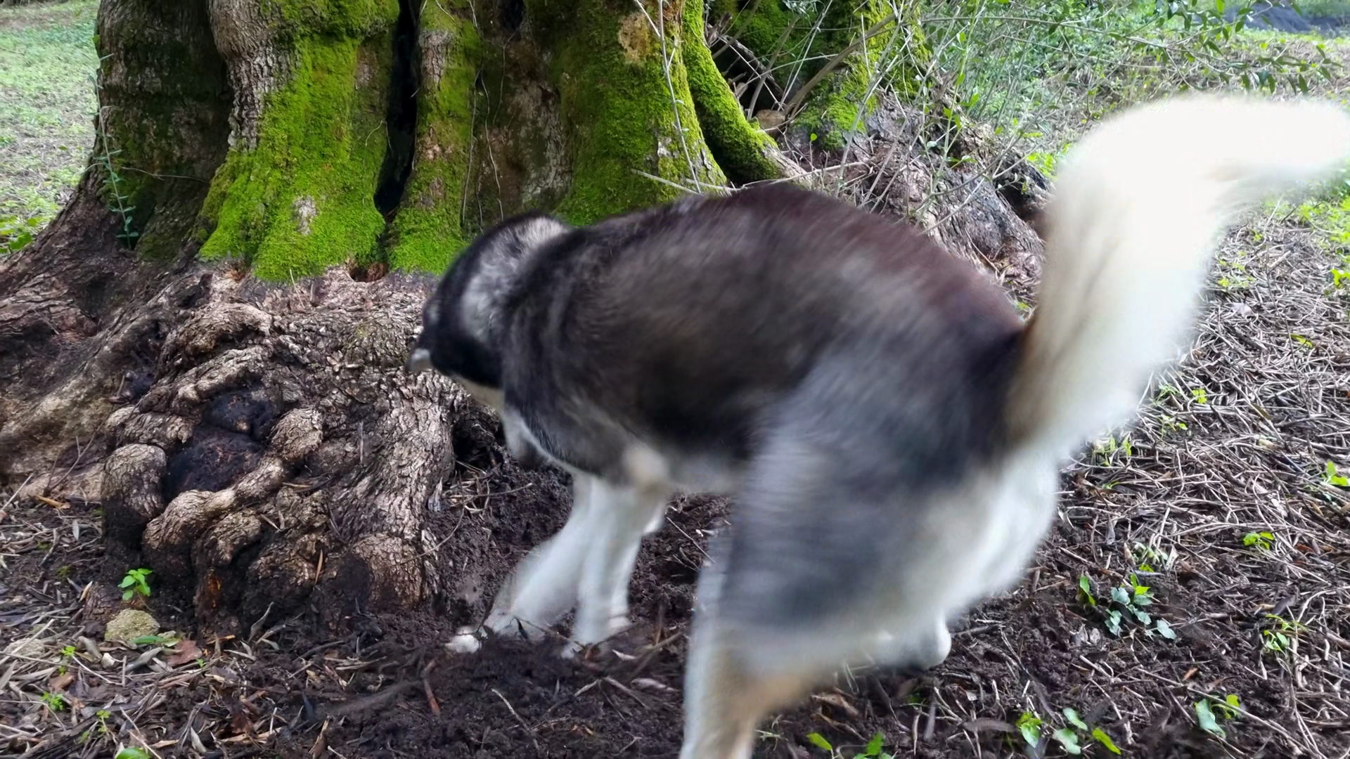 Siberian Husky Dog With Head In Hole Digging Stock Footage SBV ...