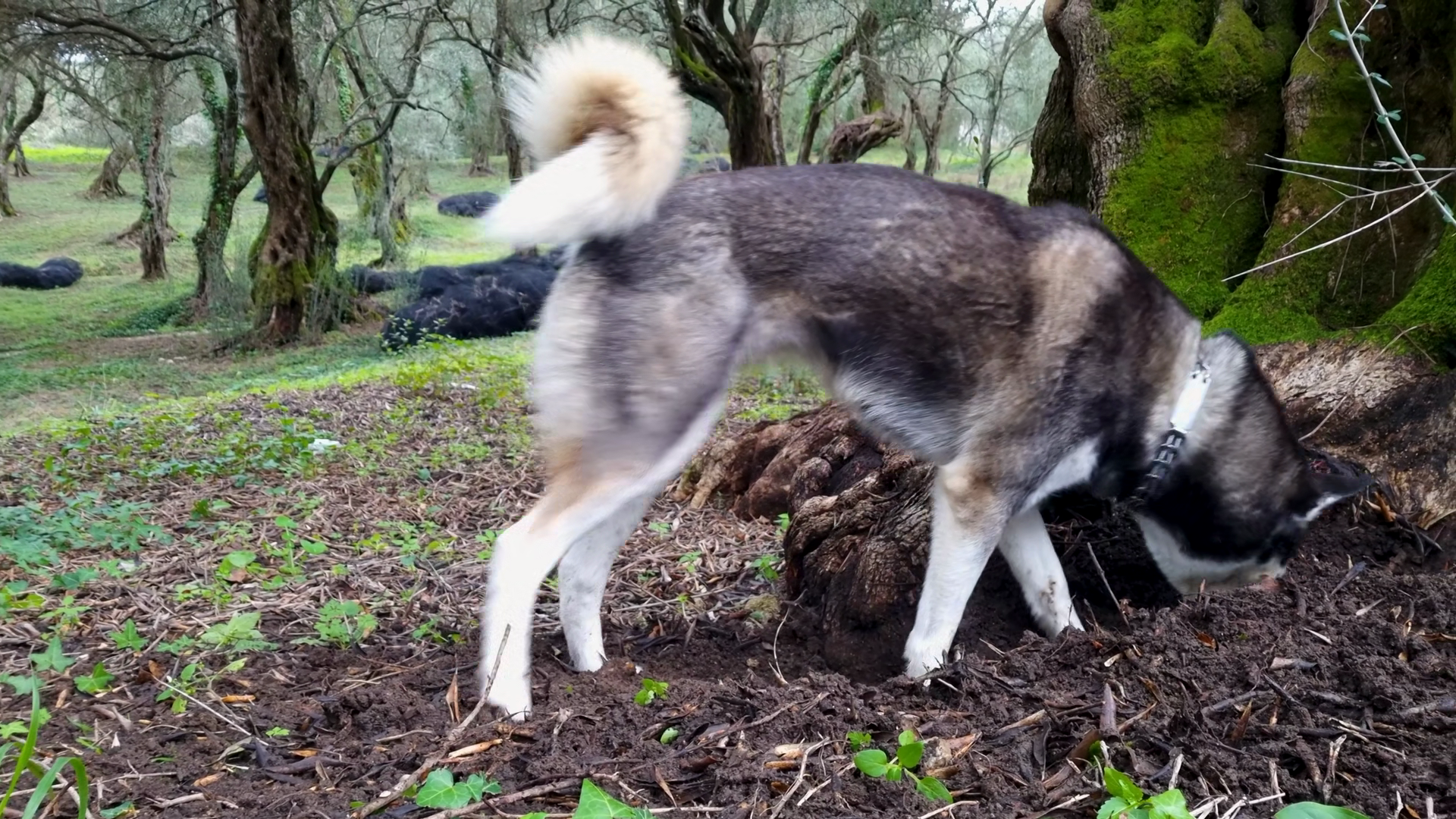 Siberian Husky Dog Digging Energetically Stock Footage SBV-353731183 ...