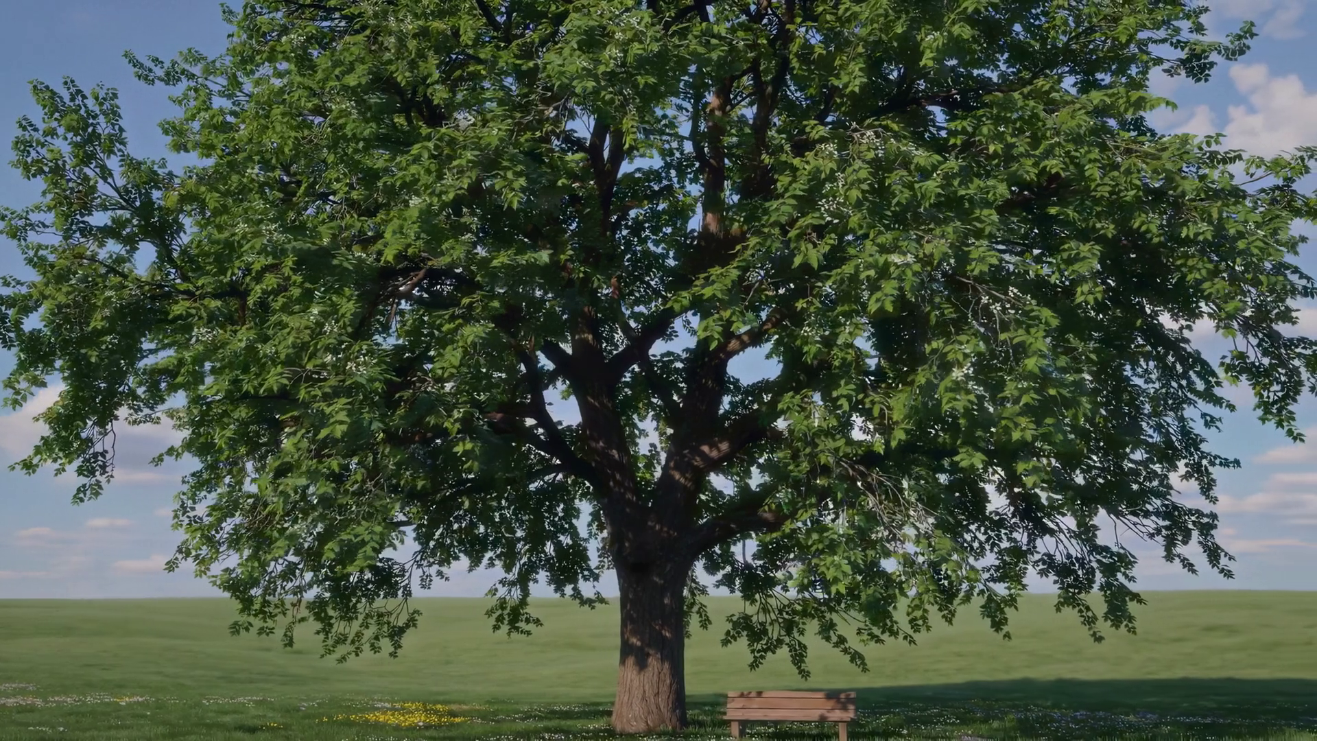 A Stunningly Beautiful Wide Tree Is Stock Footage SBV-351983069 ...