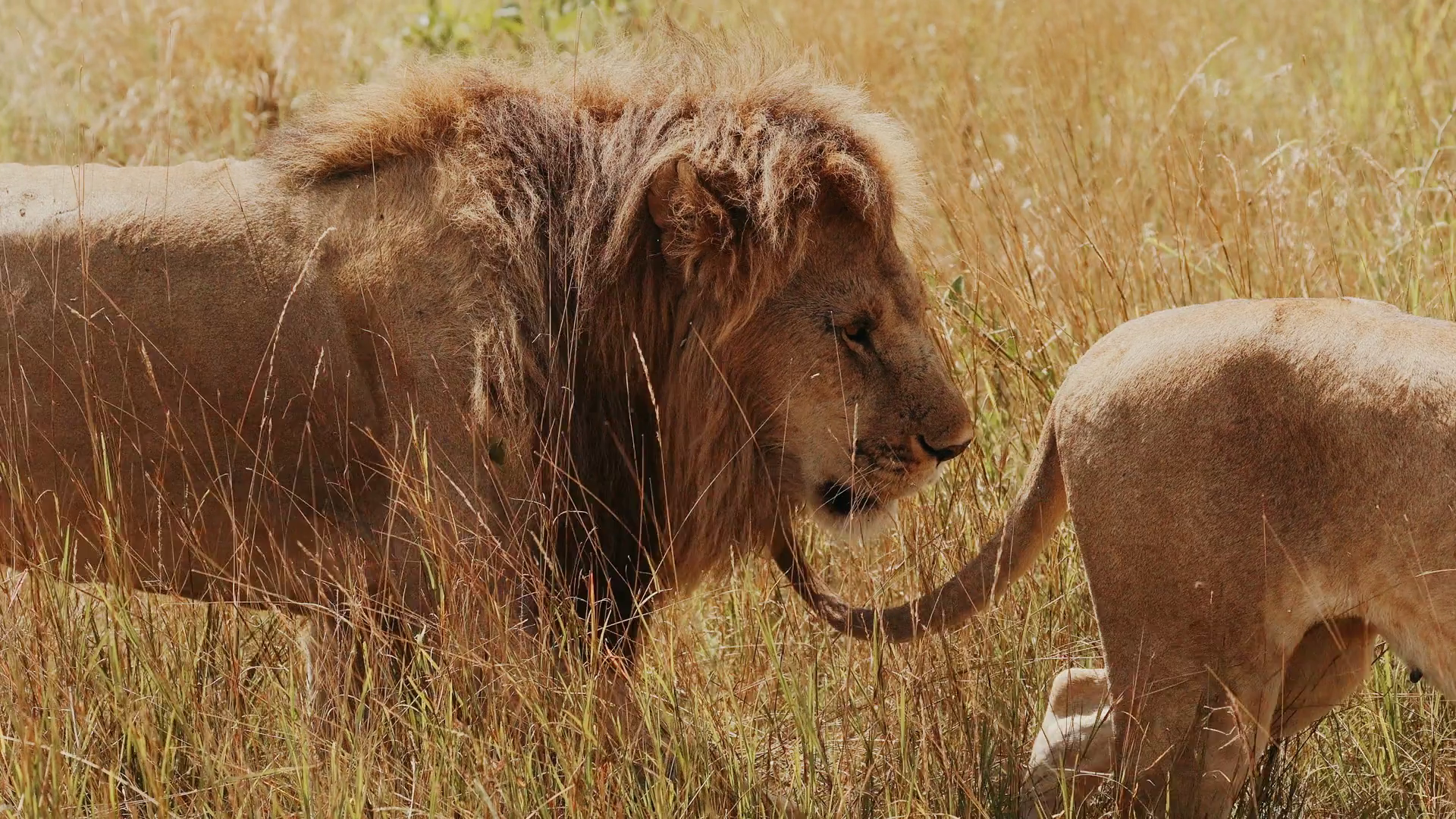 Pair Of Lions In Wild Male With Large Mane Stock Footage SBV-348687904 ...