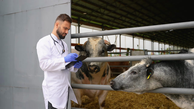 Cattle Health Check Stock Footage: Royalty-Free Video Clips - Storyblocks