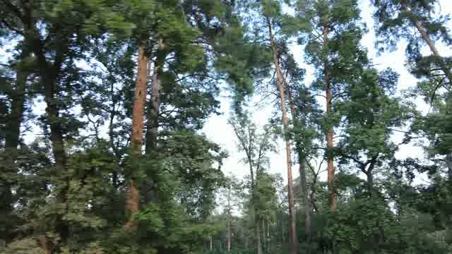 Tree Top Stock Footage: Royalty-Free Video Clips - Storyblocks