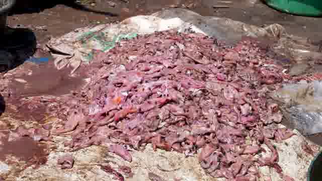 Fish Intestines Stock Footage: Royalty-Free Video Clips - Storyblocks