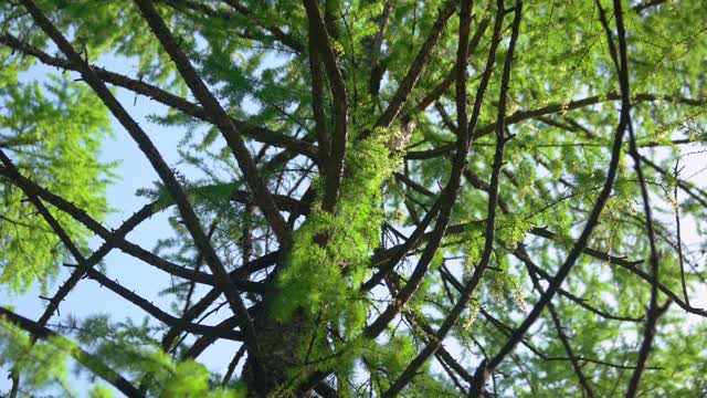 Tree Needle Stock Footage: Royalty-Free Video Clips - Storyblocks