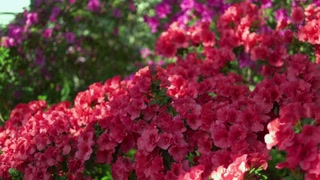 Rhododendron Stock Footage: Royalty-Free Video Clips - Storyblocks