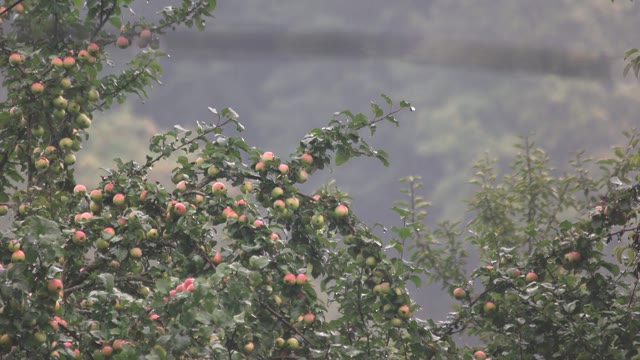 Apple Falling Tree Stock Footage: Royalty-Free Video Clips - Storyblocks