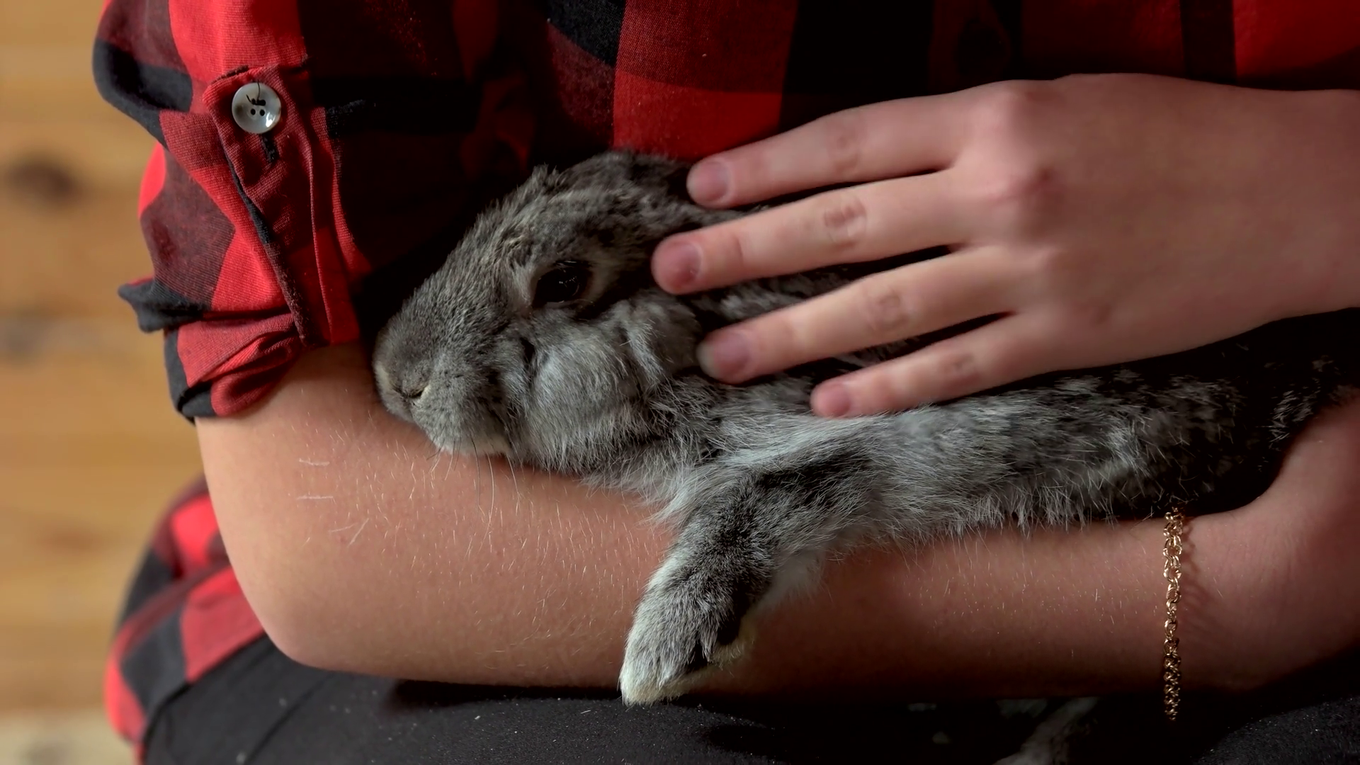 Woman Gently Petting Rabbit At Farm Adorable Stock Footage SBV ...