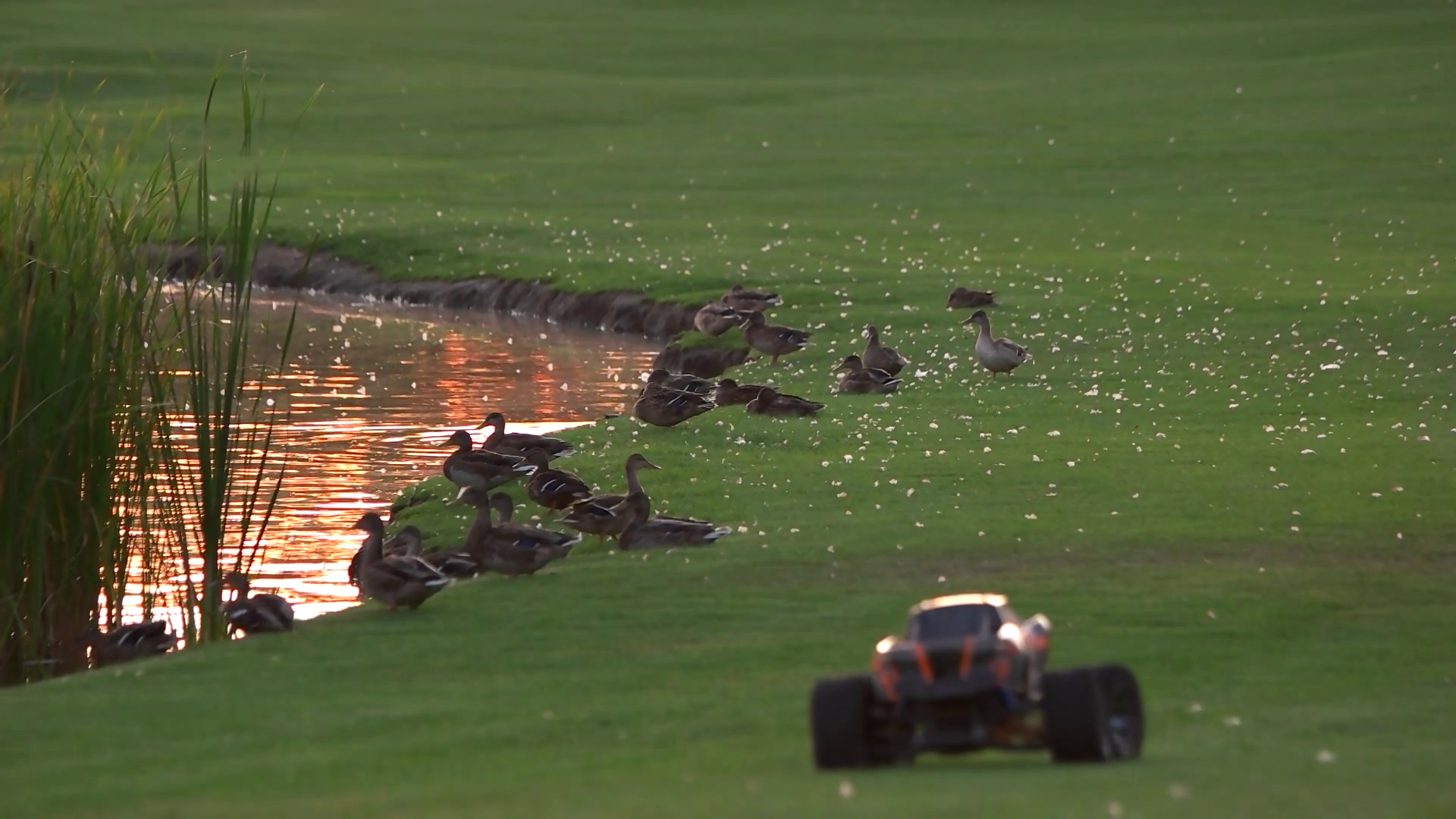 Rc Car Model Scares Off Flock Of Geese Radio Stock Footage SBV ...