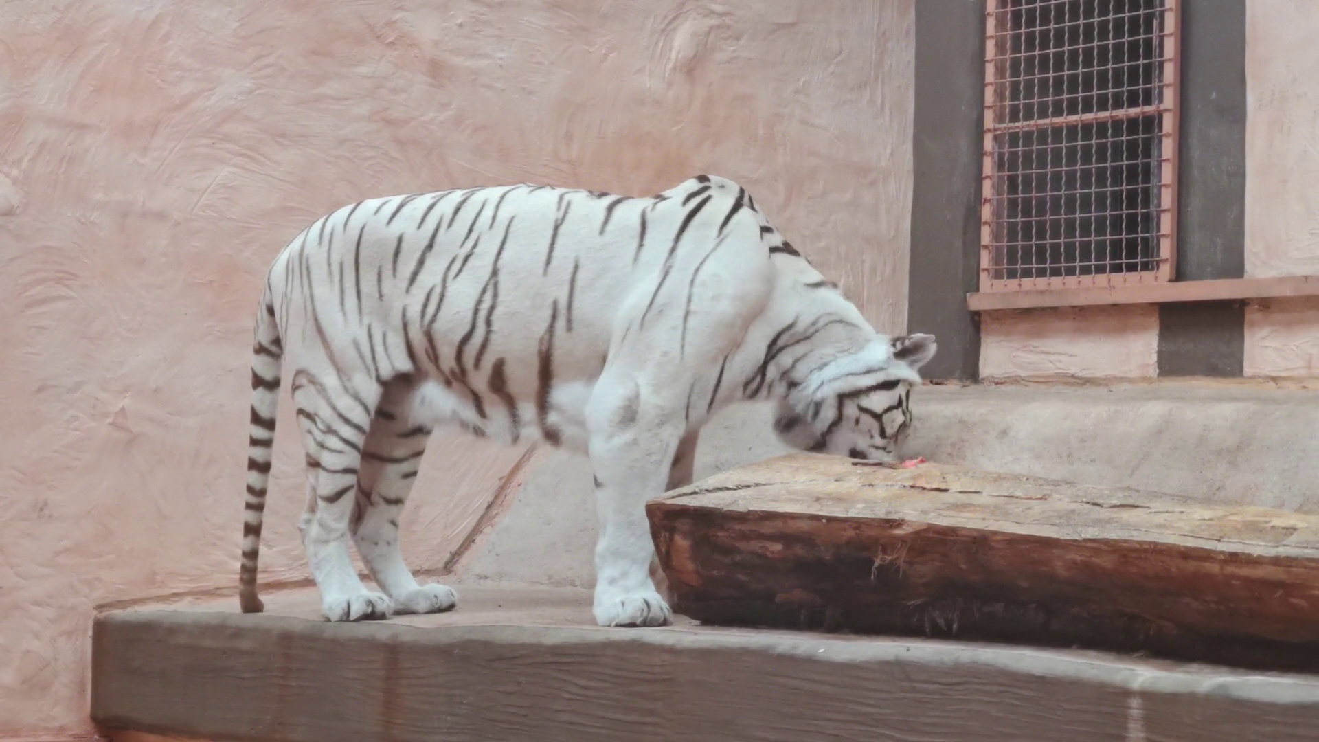 White Tiger Eating Fresh Meat Biting Chewing Stock Footage SBV ...