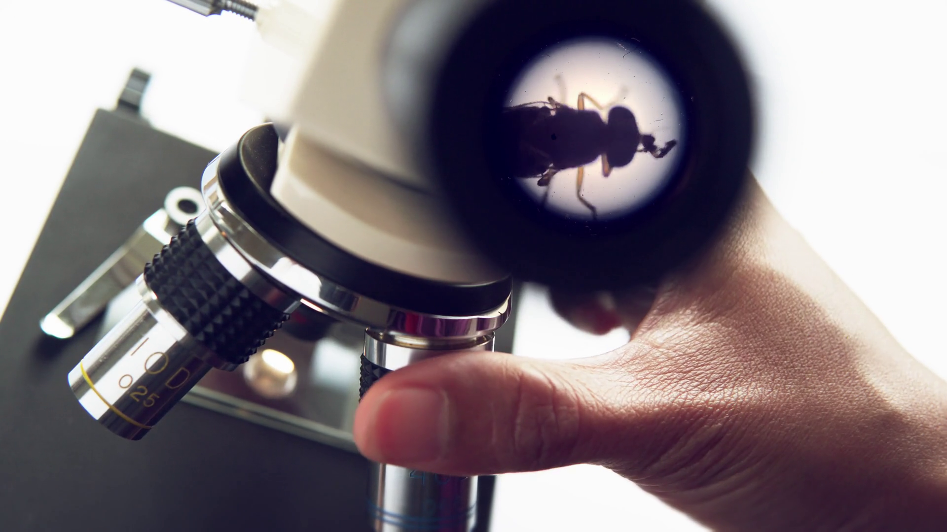 Microbiological Study Of Drosophila Fly In Stock Footage SBV-338978861 ...