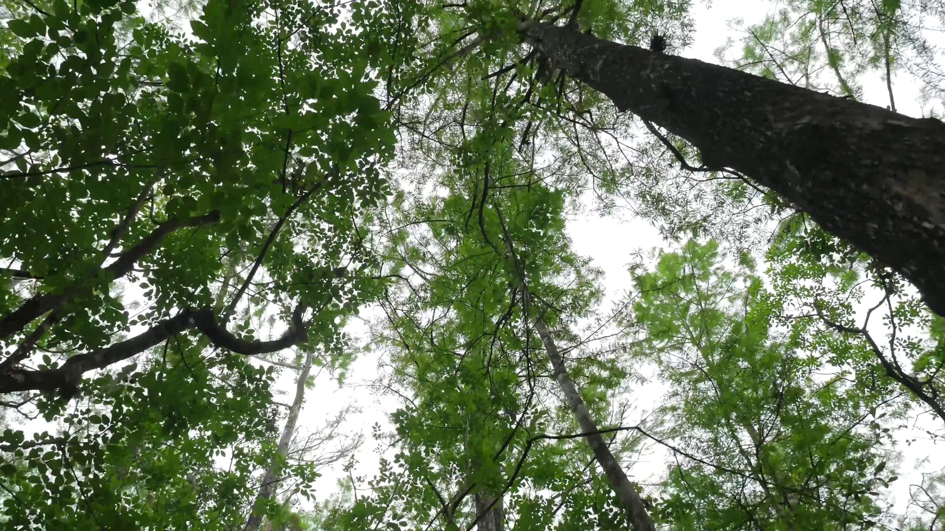 Intoxicated Hallucinations In Turning Forest Stock Footage SBV ...