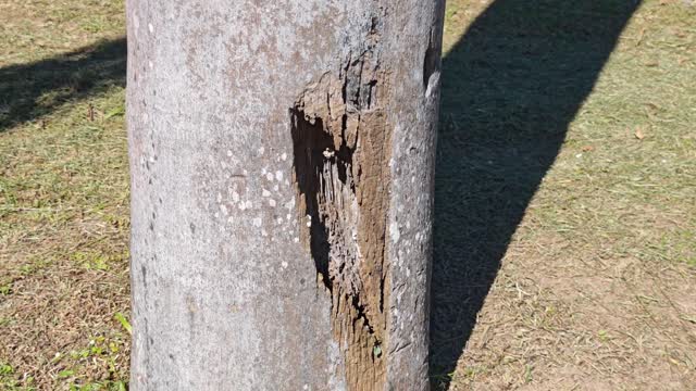 Tree Damage Stock Footage: Royalty-Free Video Clips - Storyblocks
