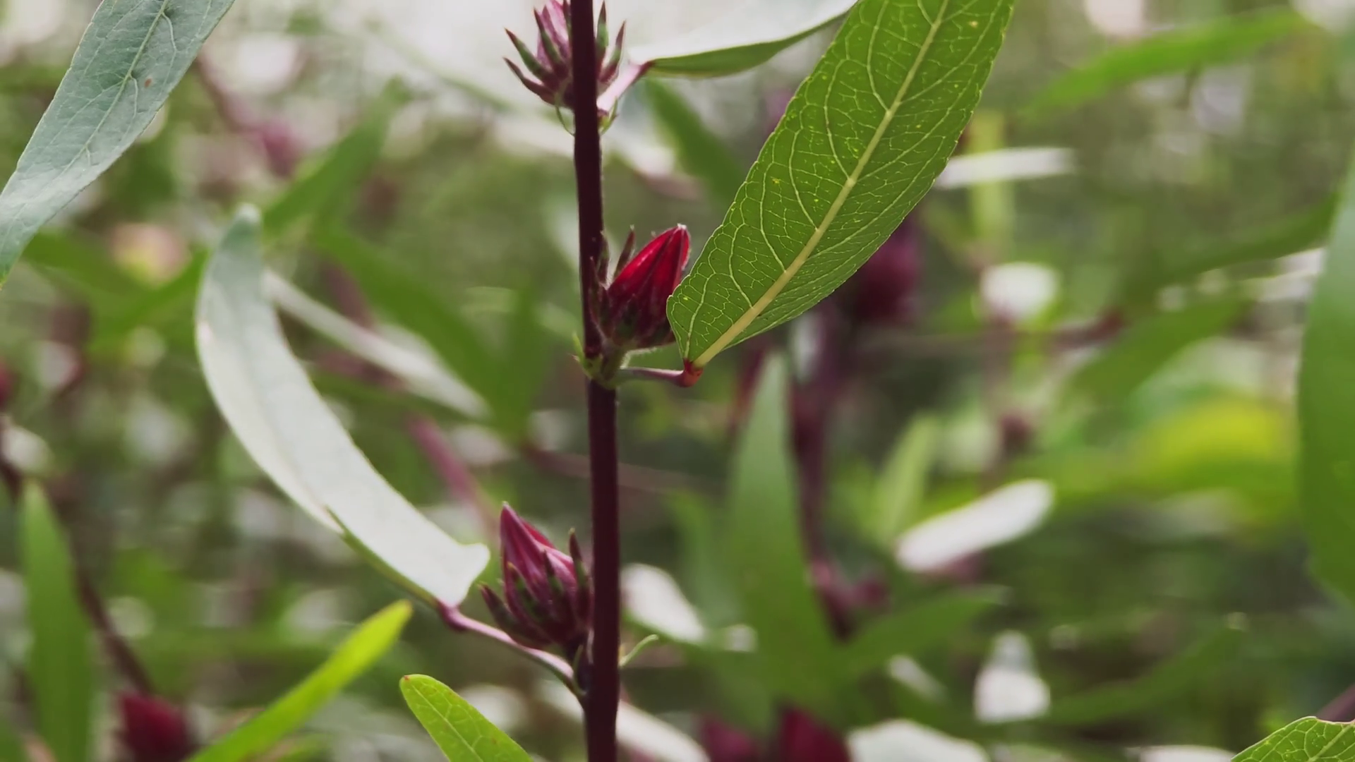 Close-up View Of Vibrant Hibiscus Flowers Stock Footage SBV-353429772 ...