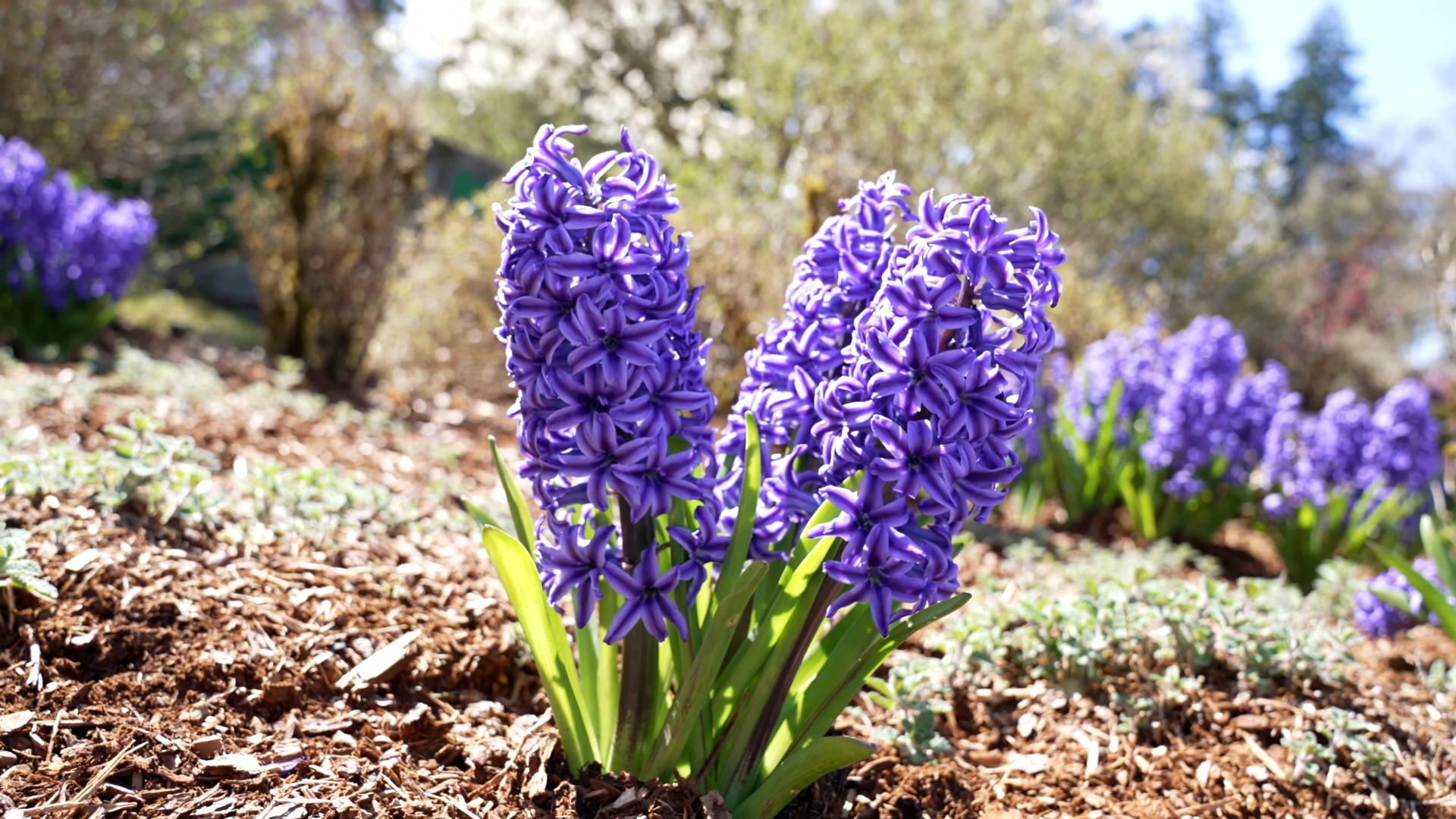 Hyacinth Jacinth Flower Purple Color Growing Stock Footage SBV ...