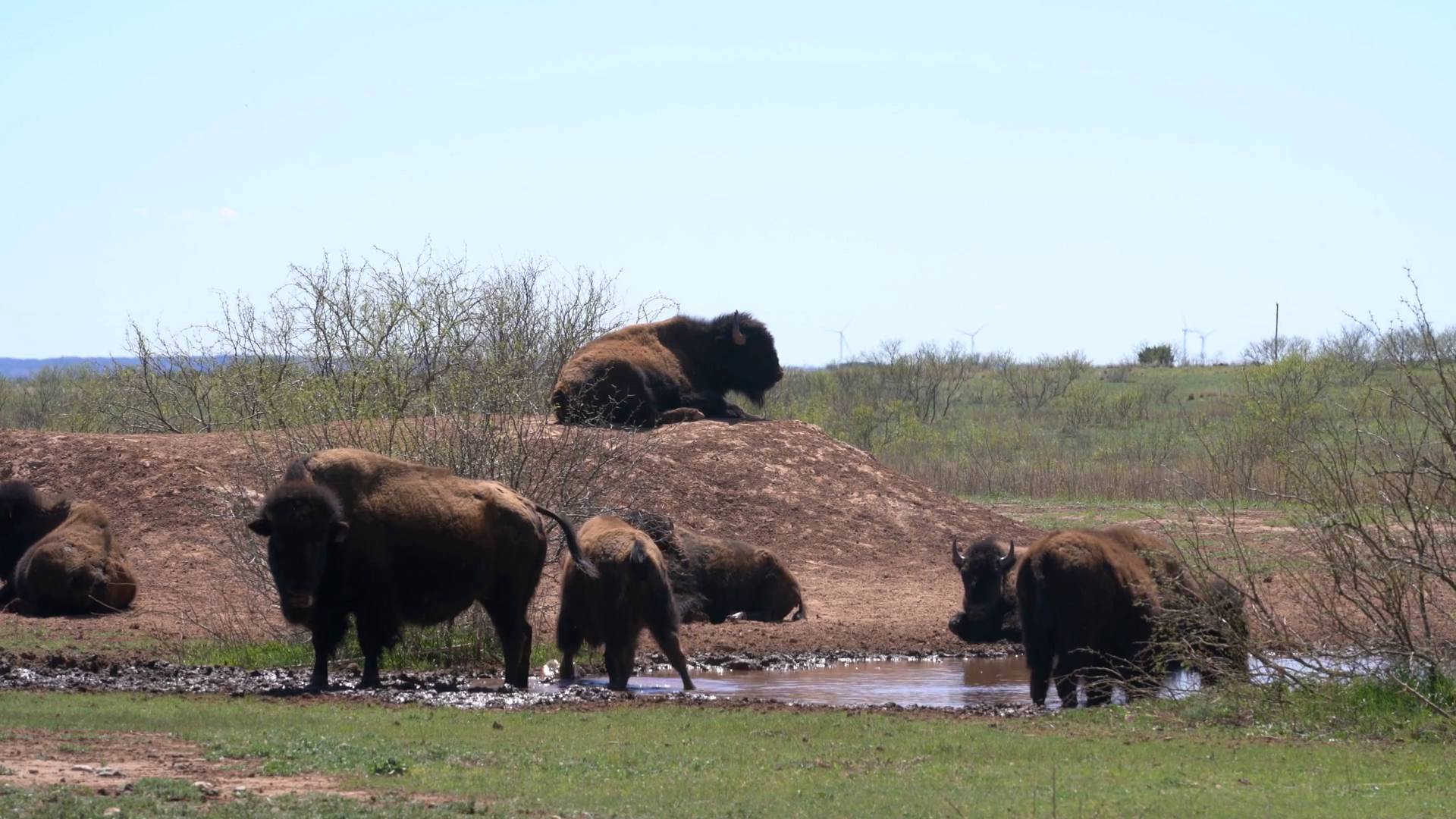 Bison American Buffalo Herd In Cap Rock Stock Footage SBV-351863616 ...