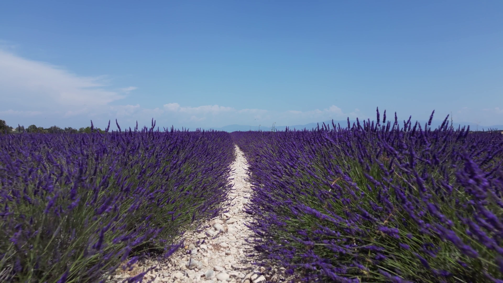Slow Drone Through Rows Of Lavender In Day Stock Footage SBV-352855746 ...