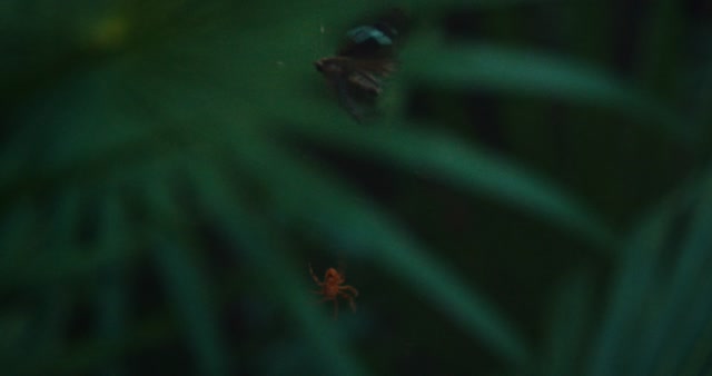 Cinematic Insect Stock Footage: Royalty-Free Video Clips - Storyblocks