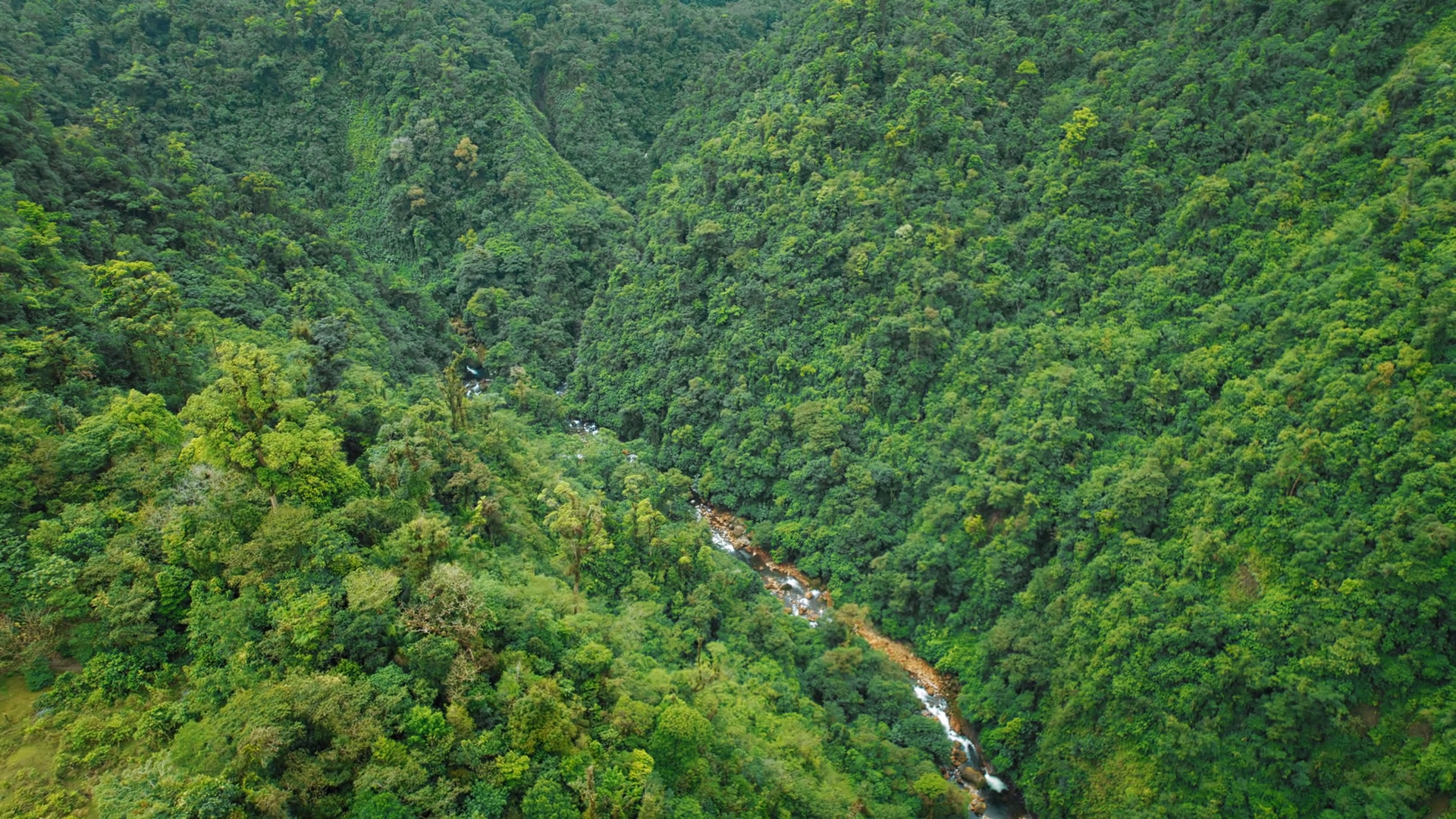 Aerial View Of Dense Lush Rainforest With Stock Footage SBV-352380570 ...