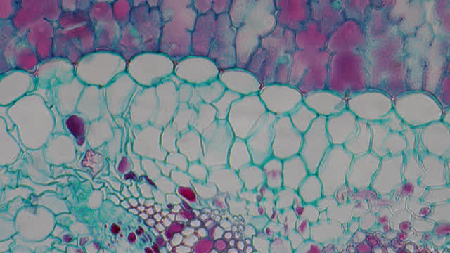 Skin Cells Stock Footage: Royalty-Free Video Clips - Storyblocks