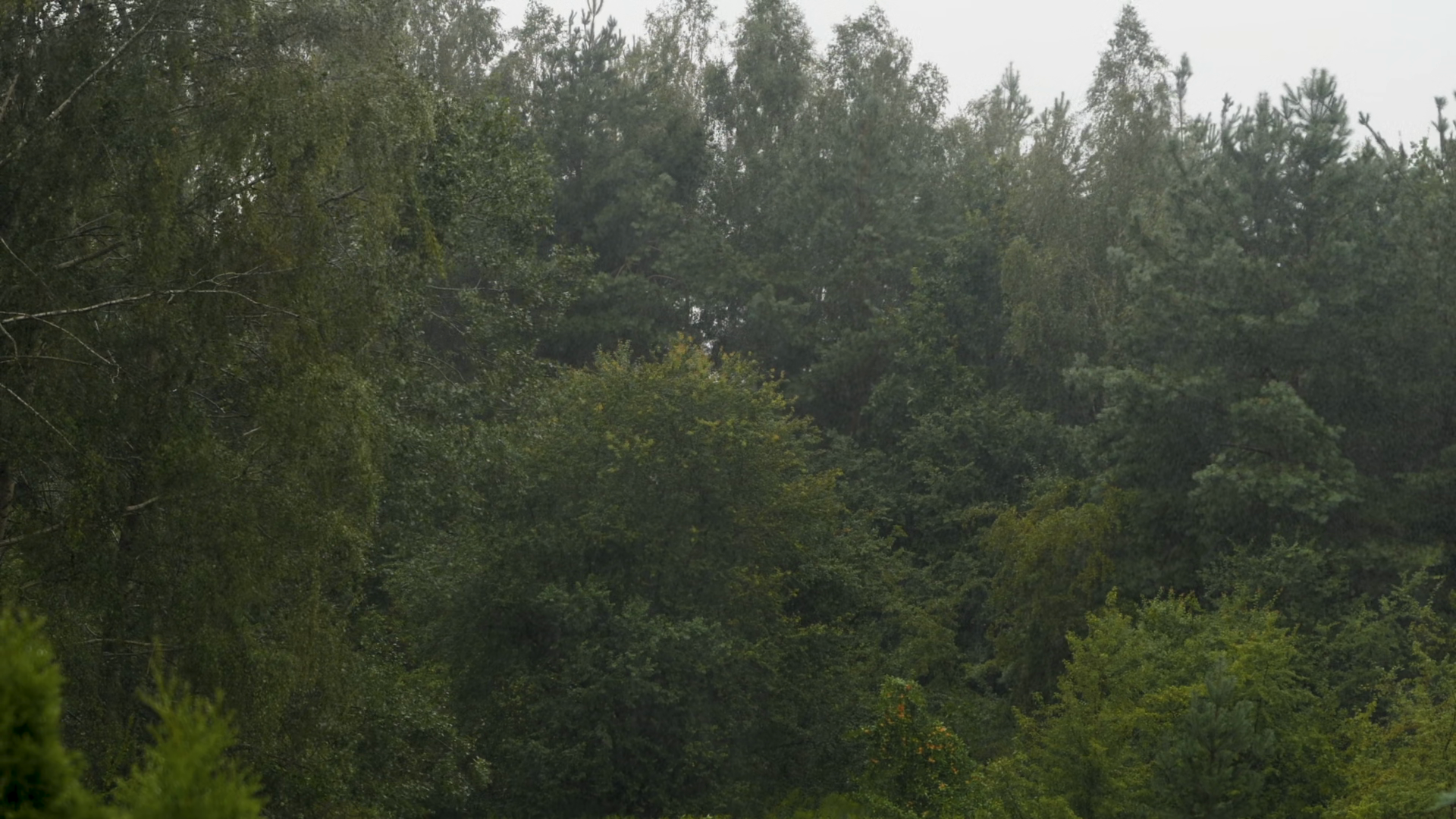 Climate Change Hurricane Outside Heavy Rain Stock Footage SBV-354071771 ...