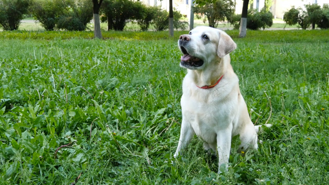 Labrador Retriever Running Stock Footage: Royalty-Free Video Clips ...