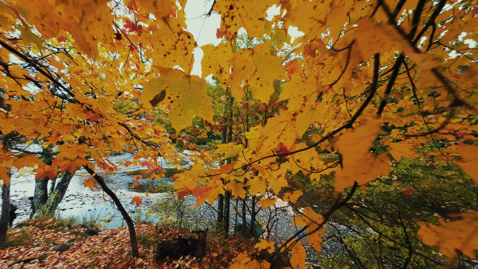Beautiful Autumn Foliage With Stunning Stock Footage SBV-352569626 ...