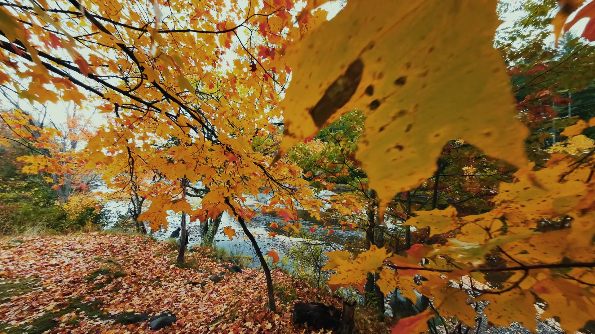 Beautiful Autumn Foliage With Stunning Stock Footage SBV-352578213 ...