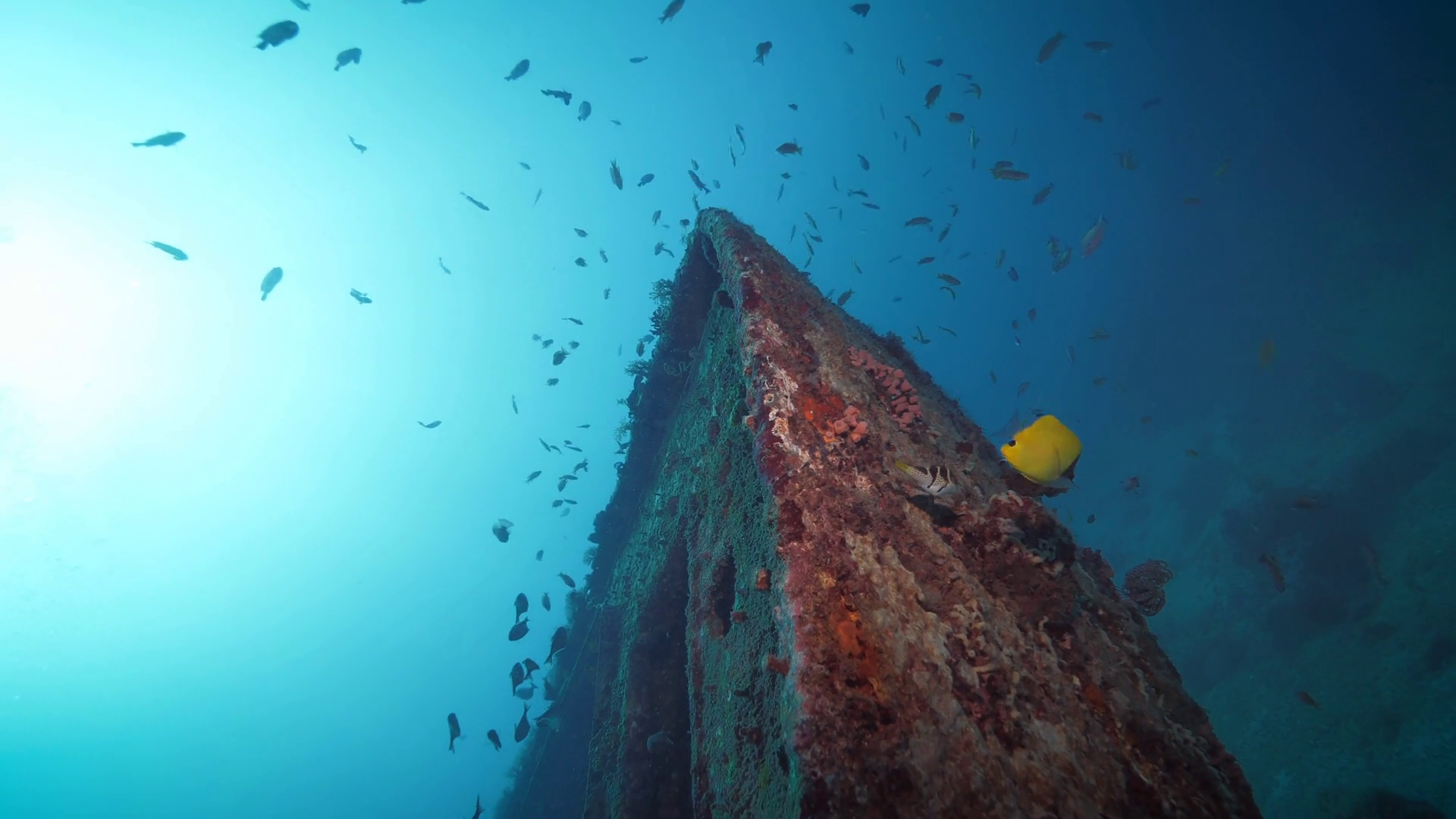 Schools Of Fish Surrounding Sunken Ship On Stock Footage SBV-347806276 ...