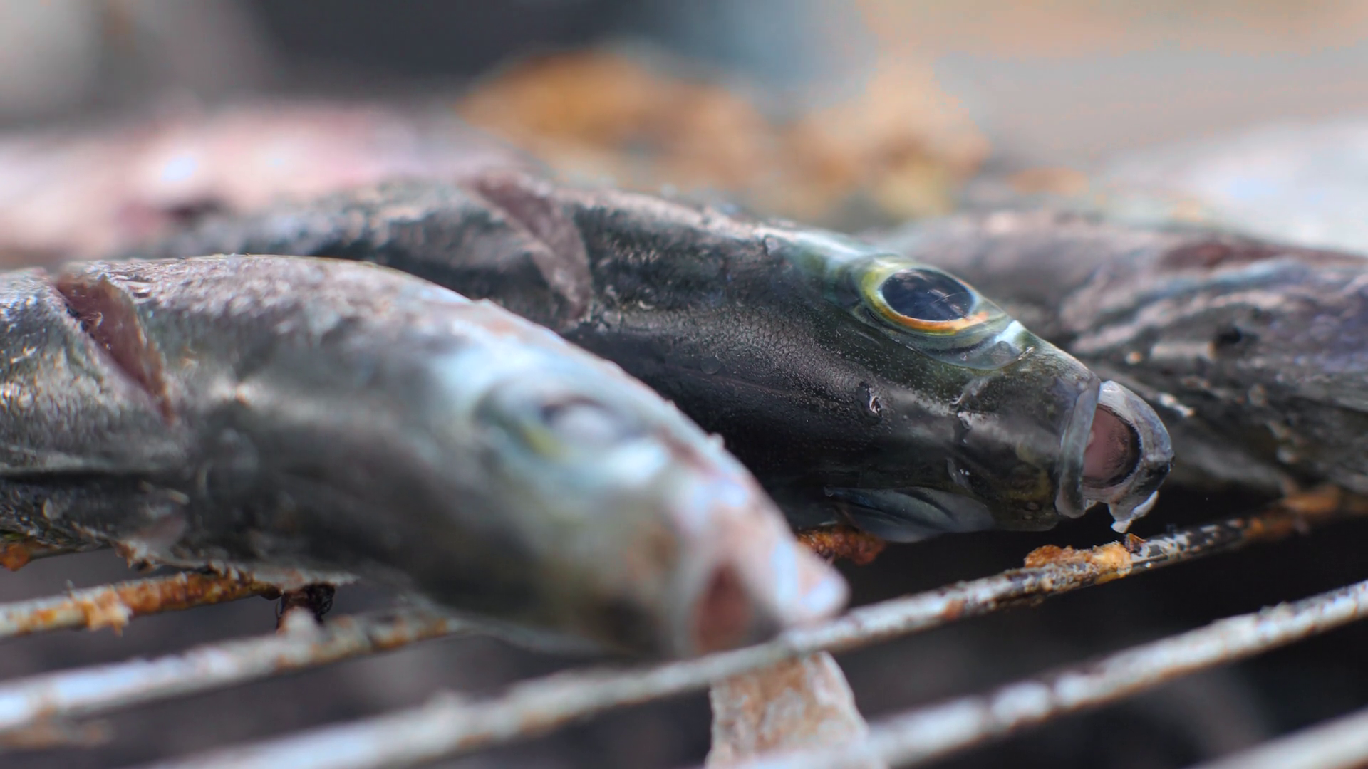 Close-up Shot Of Cooking Fish Roasting Stock Footage SBV-338780489 ...