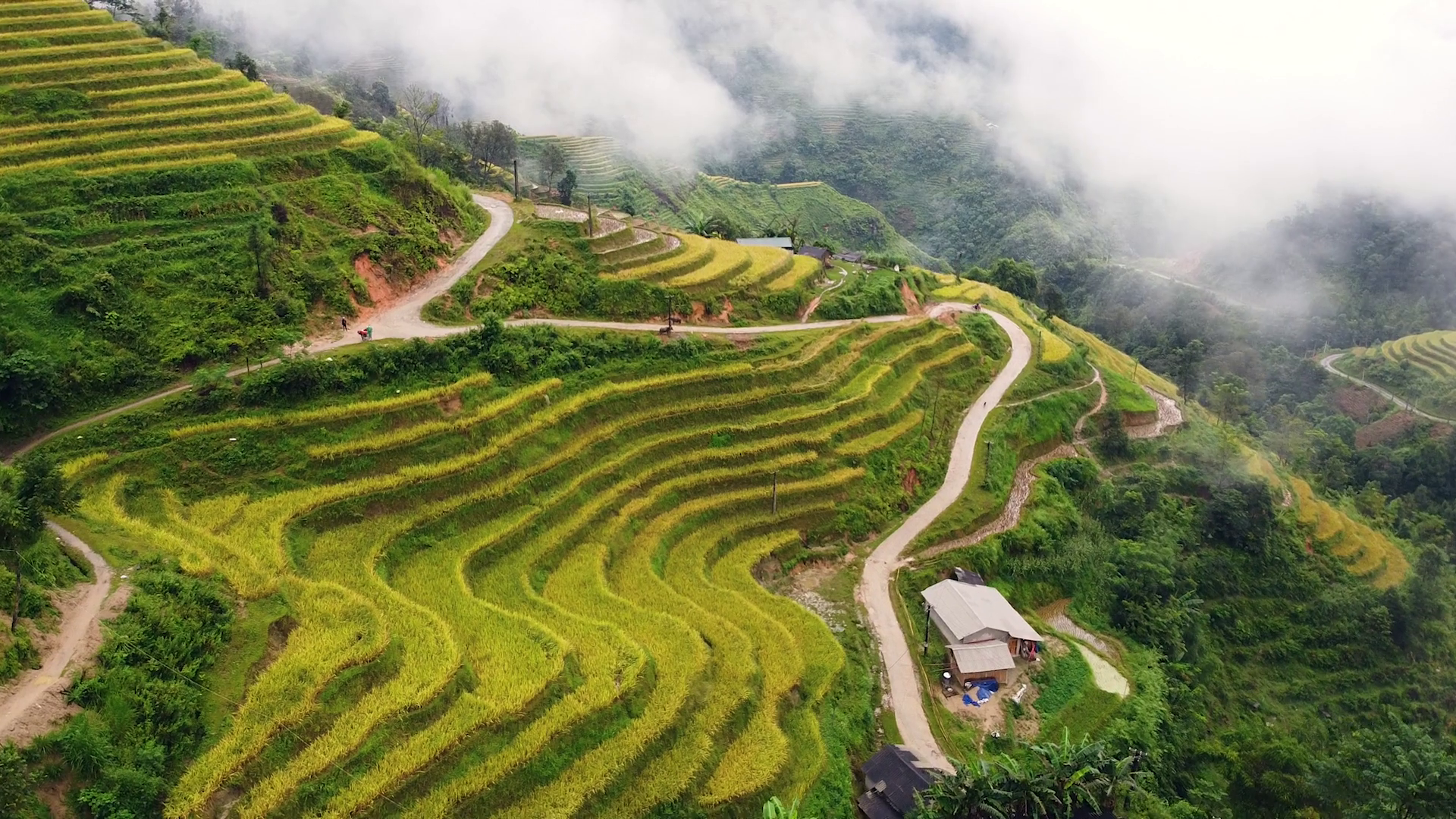 Magnificent Yellow Rice Terraces On Hilly Stock Footage SBV-338907178 ...