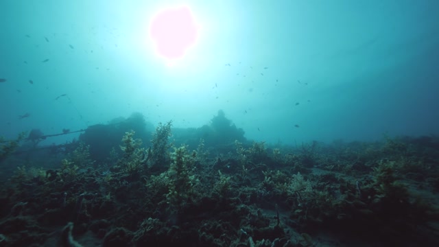 Underwater Stock Footage: Royalty-Free Video Clips - Storyblocks
