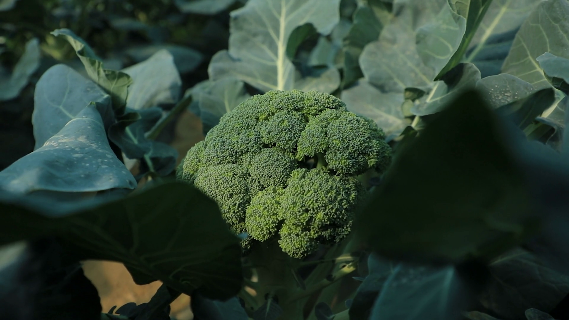 In Lush Green Field Of Broccoli During Early Stock Footage SBV ...