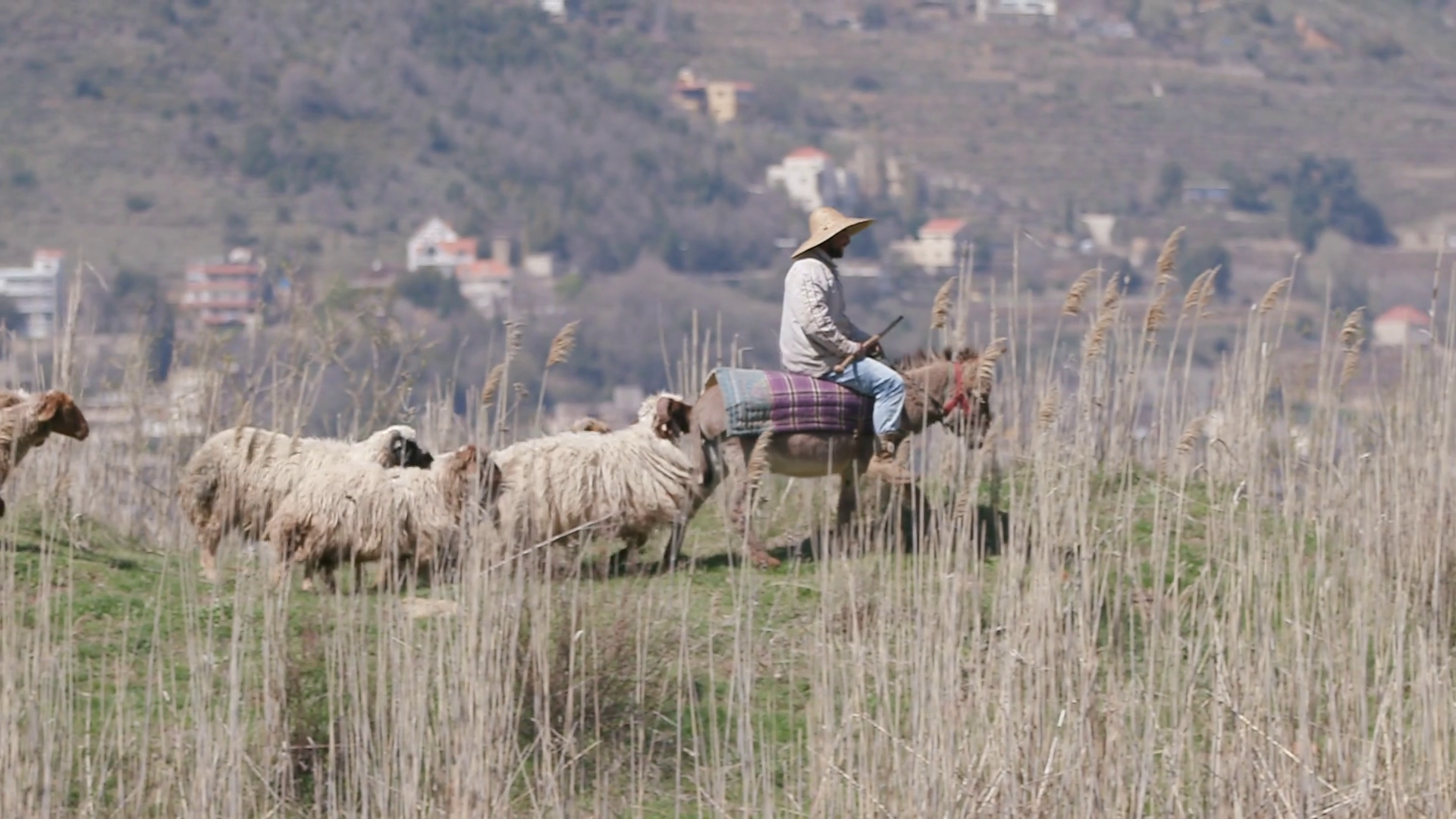 Shepherd Watches Herd Of Sheep At In Mount Stock Footage SBV-351812510 ...