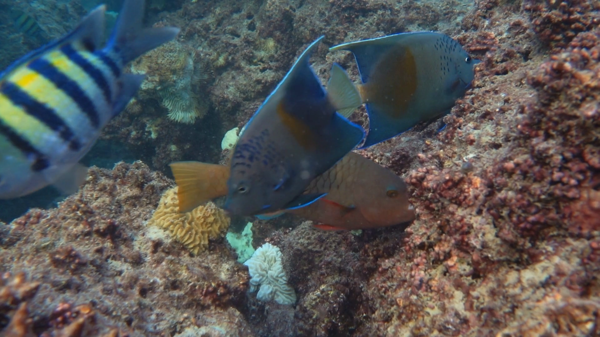 Various Fish Search Food At Bottom Of Reef Stock Footage SBV-351817587 ...