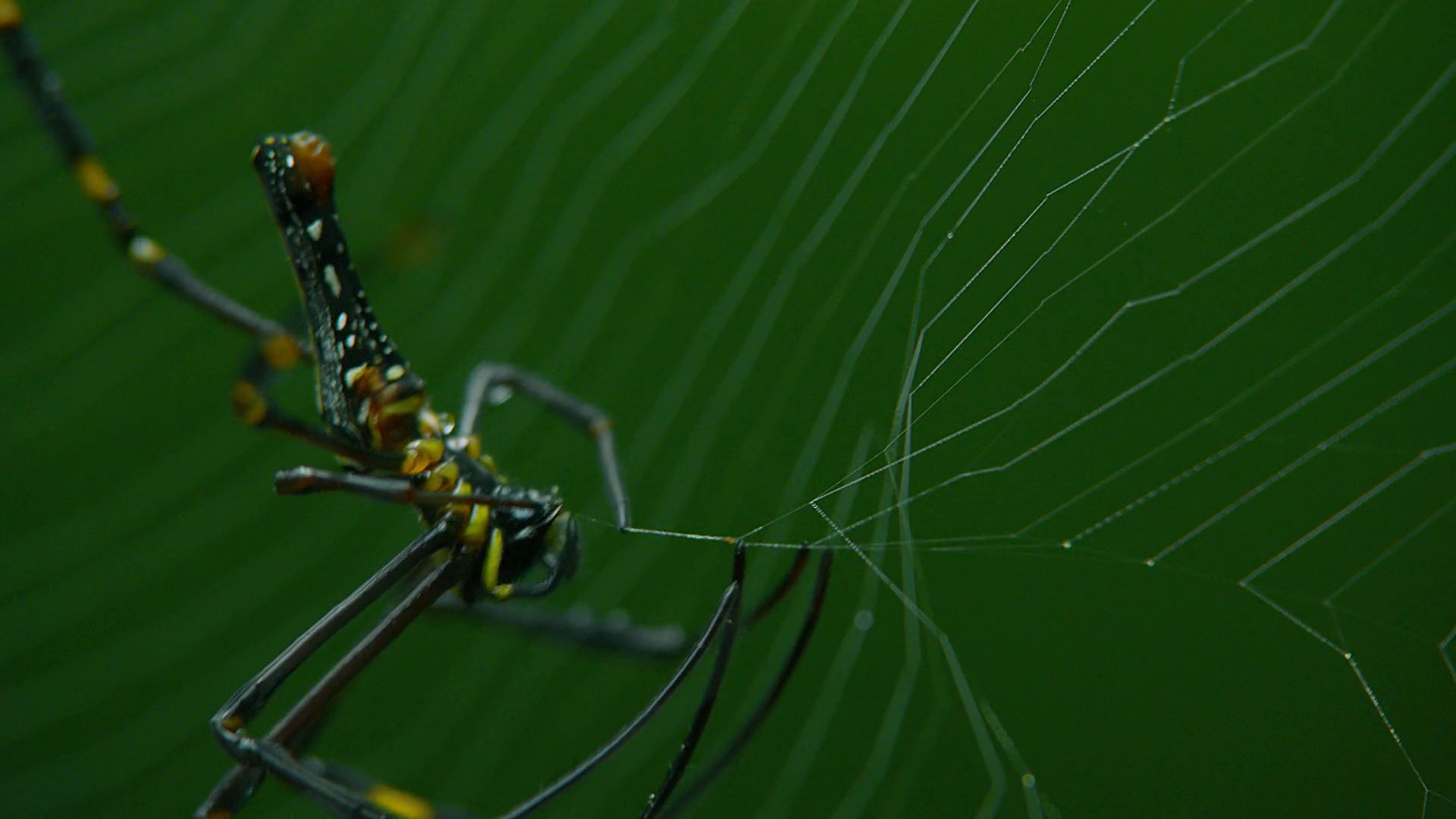The Spider Caught Insect In Net Spider Net Stock Footage SBV-337567731 ...