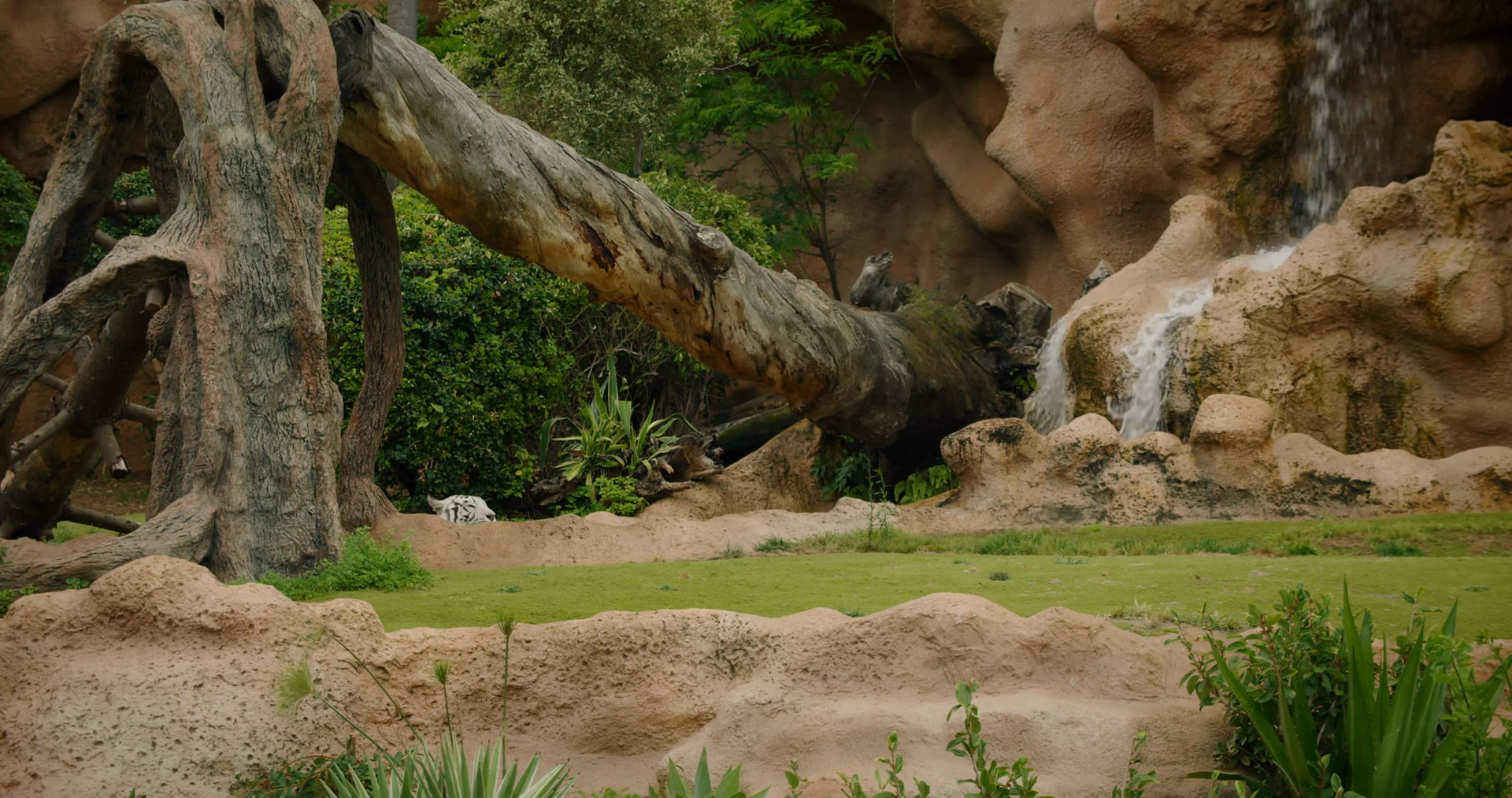 A White Tiger Hiding Partially Behind Tree Stock Footage SBV-351668837 ...