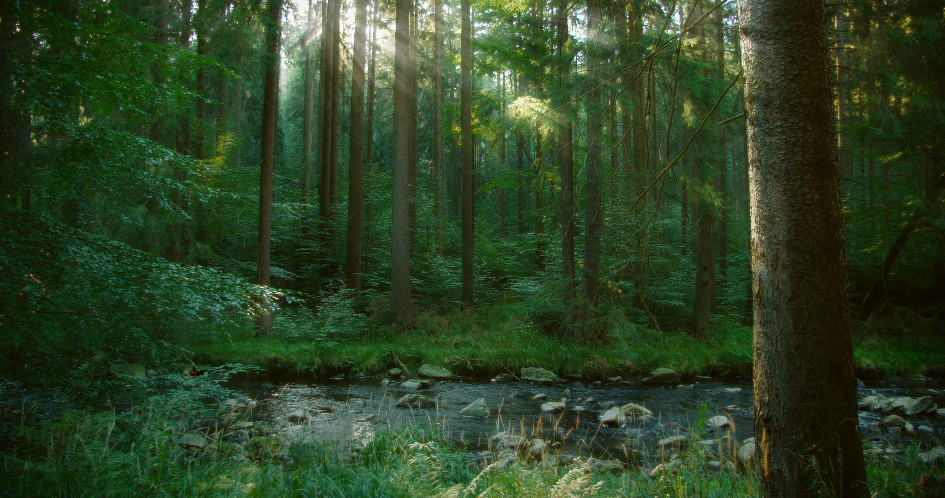 Soft Light Of Dawn Shines Through Trees In Stock Footage SBV-349331421 ...