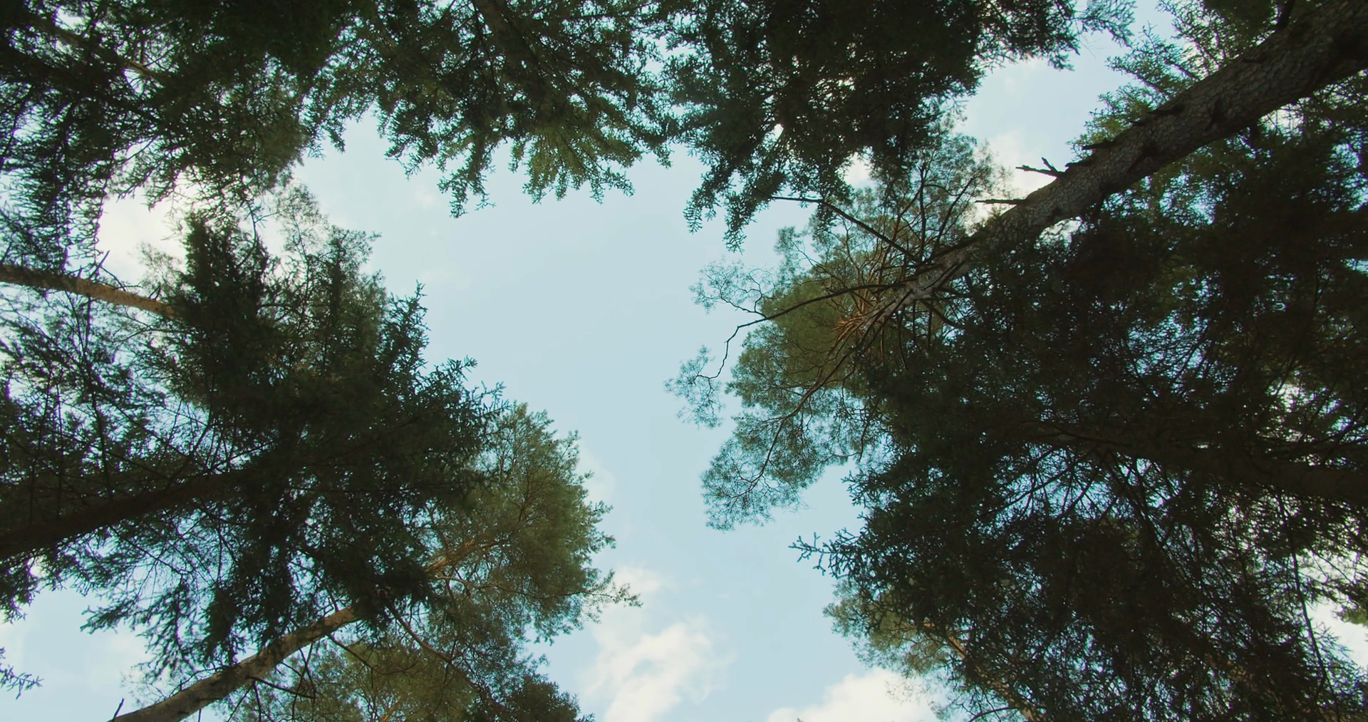 A View Of Sky Through Canopy Of Tall Stock Footage SBV-348949787 ...