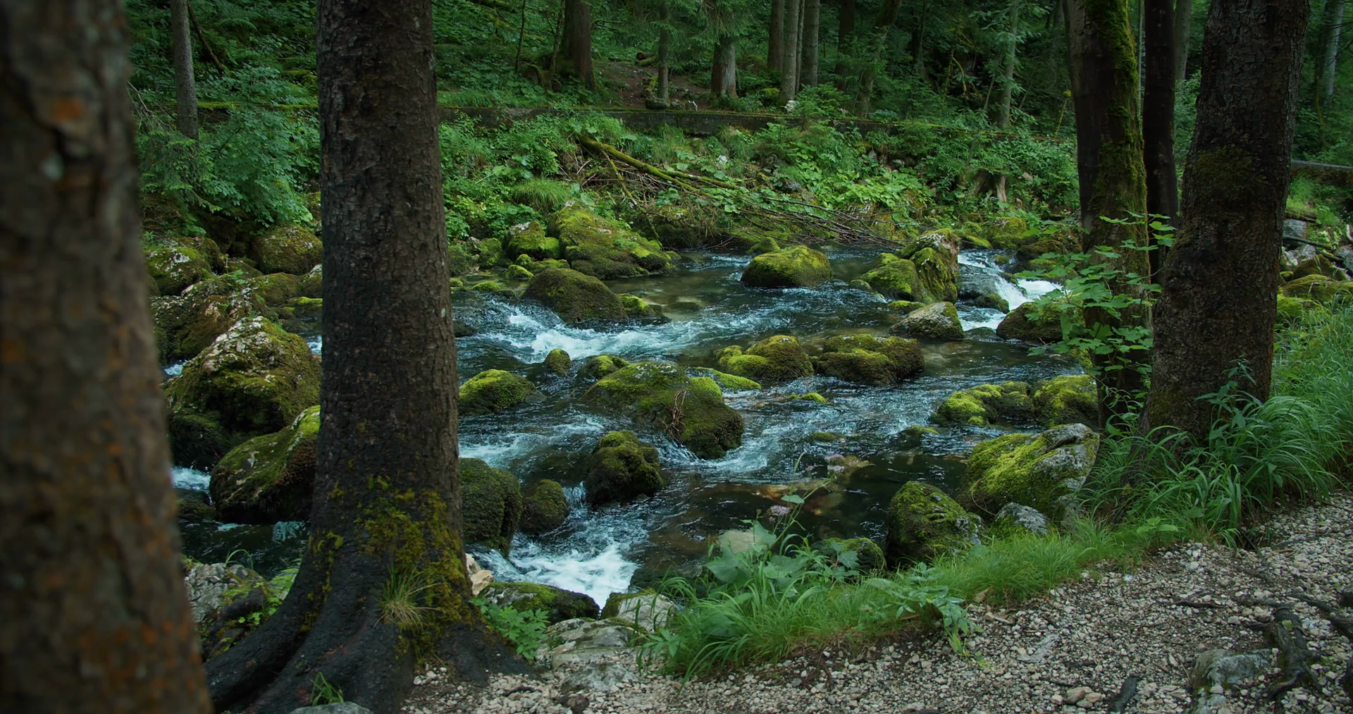 Fast Flowing Mountain Stream In Pine Tree Stock Footage SBV-348509173 ...