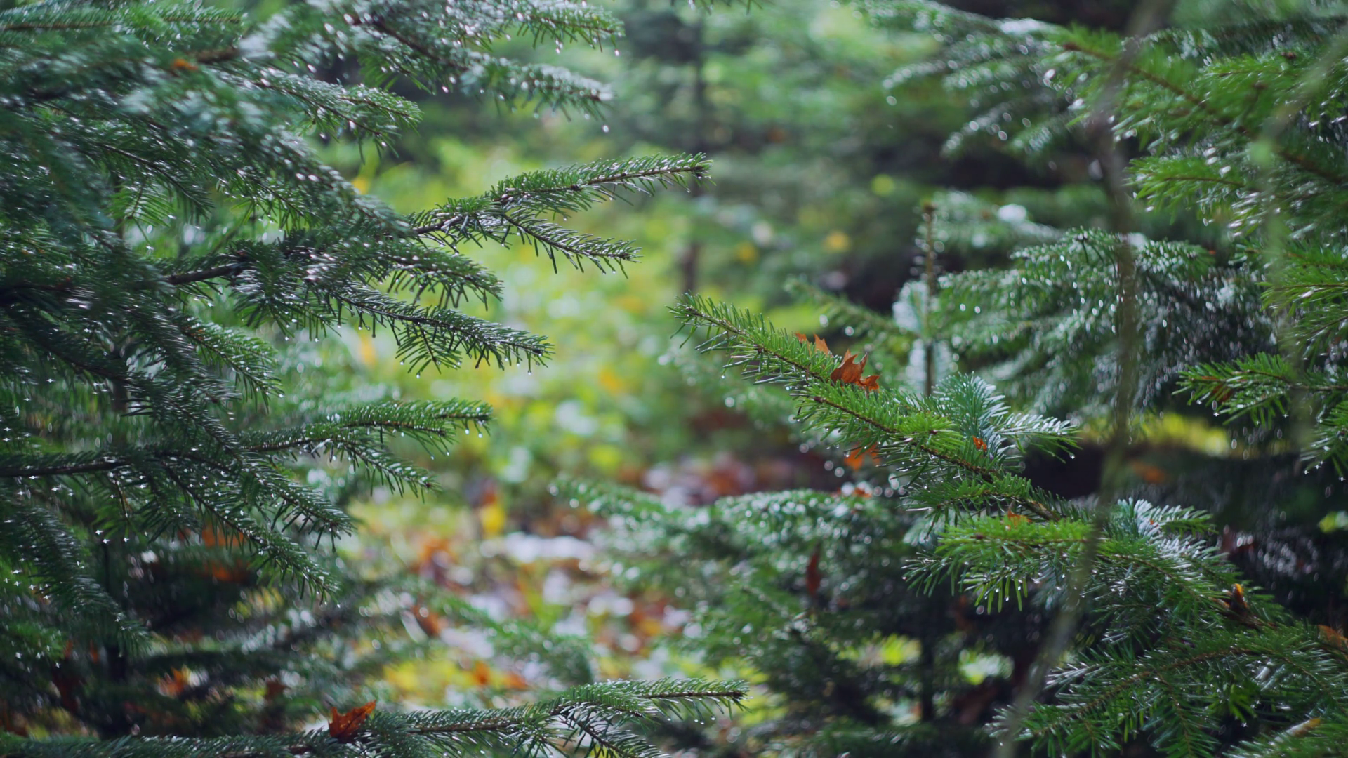 Green Spruce Fir Trees With Dew Rain Drops Stock Footage SBV-337955516 ...