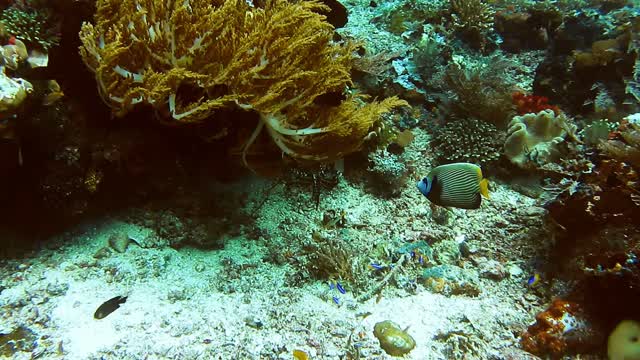 Cleaner Fish Stock Footage: Royalty-Free Video Clips - Storyblocks