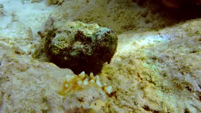 Stonefish Stock Footage: Royalty-Free Video Clips - Storyblocks
