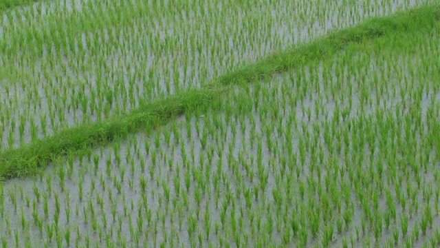 Rice Farming Stock Footage: Royalty-Free Video Clips - Storyblocks