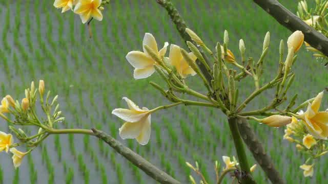Mexican Massage Stock Footage: Royalty-Free Video Clips - Storyblocks