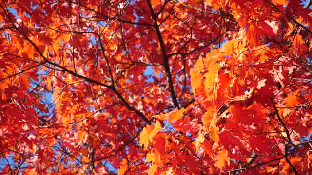 Maple Stock Footage: Royalty-Free Video Clips - Storyblocks