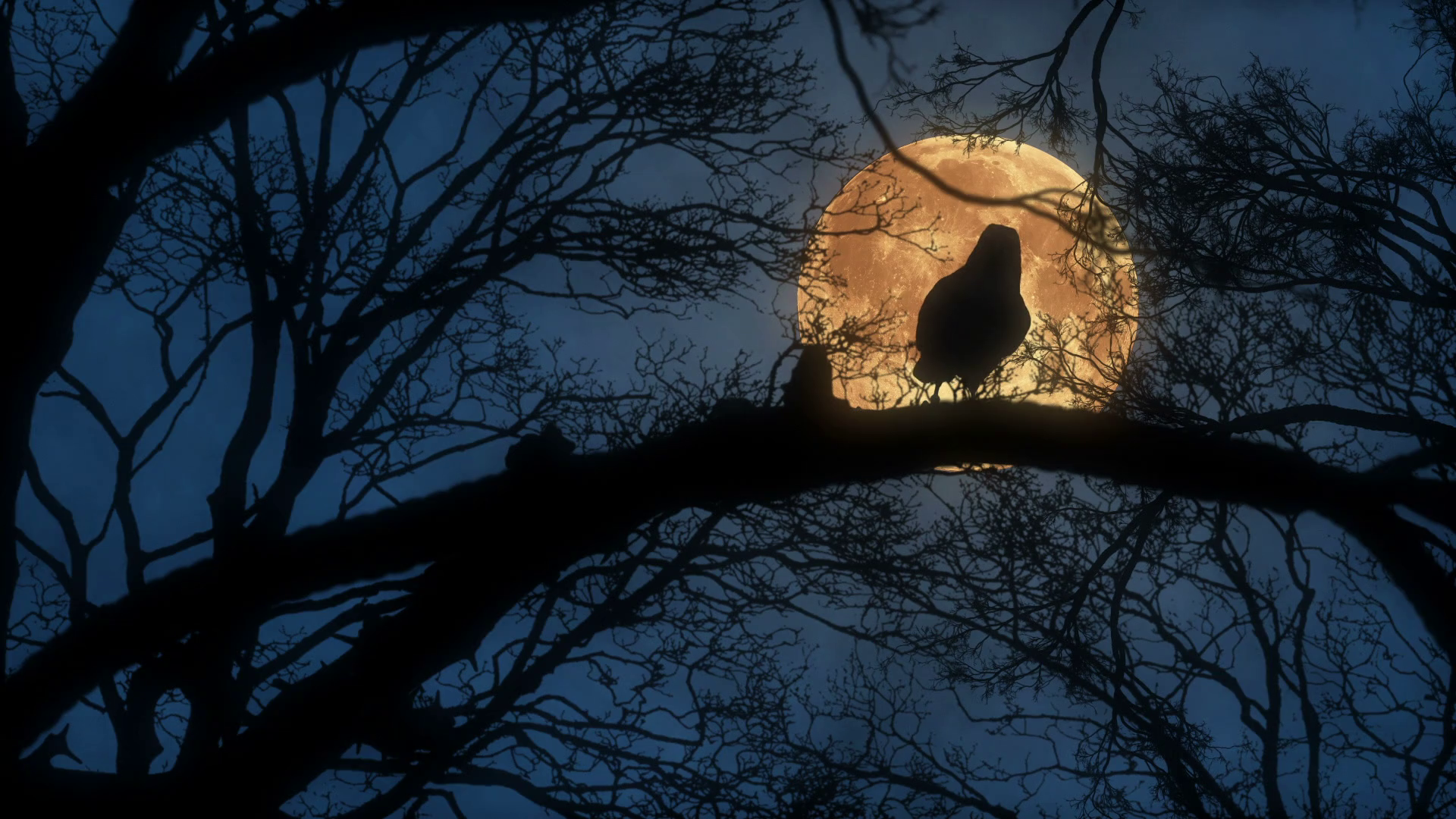 Scary Creepy Crow Raven Sitting On Tree Stock Motion Graphics SBV-312730995 - Storyblocks