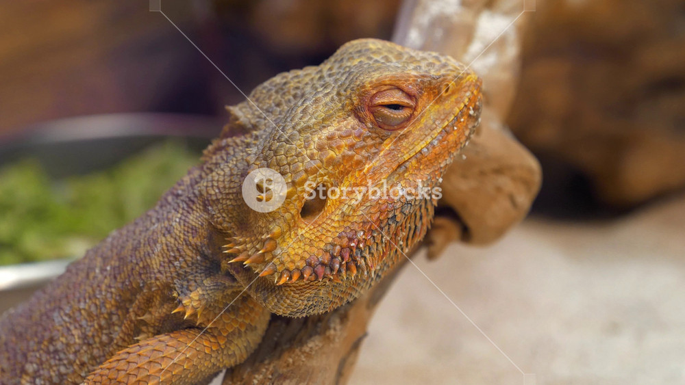 Bearded dragon, Pogona vitticeps or inland bearded dragon - species of agamid lizard found in wide range of arid to semiarid regions of eastern and central Australia